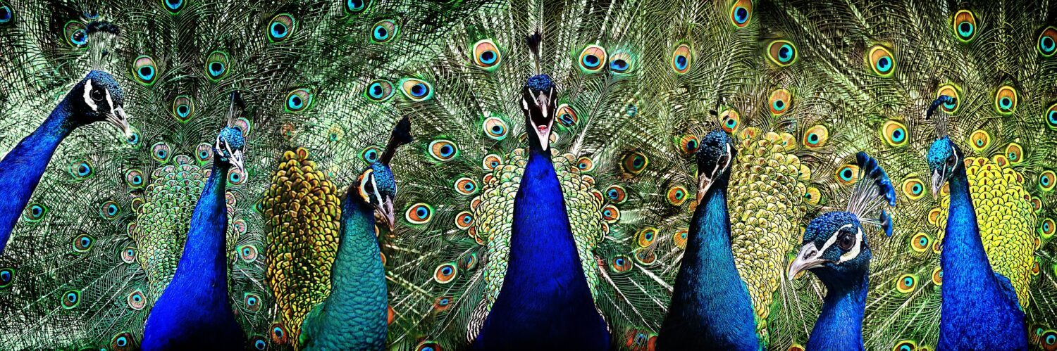 The Eyes of a Peacock